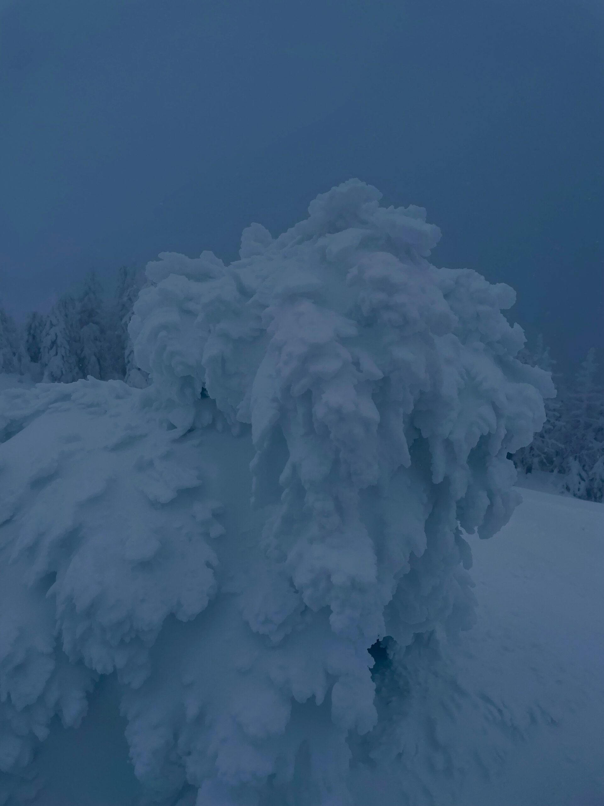 急成長ﾓﾝｽﾀｰ！！ | マウンテンフィールド宮城蔵王すみかわ